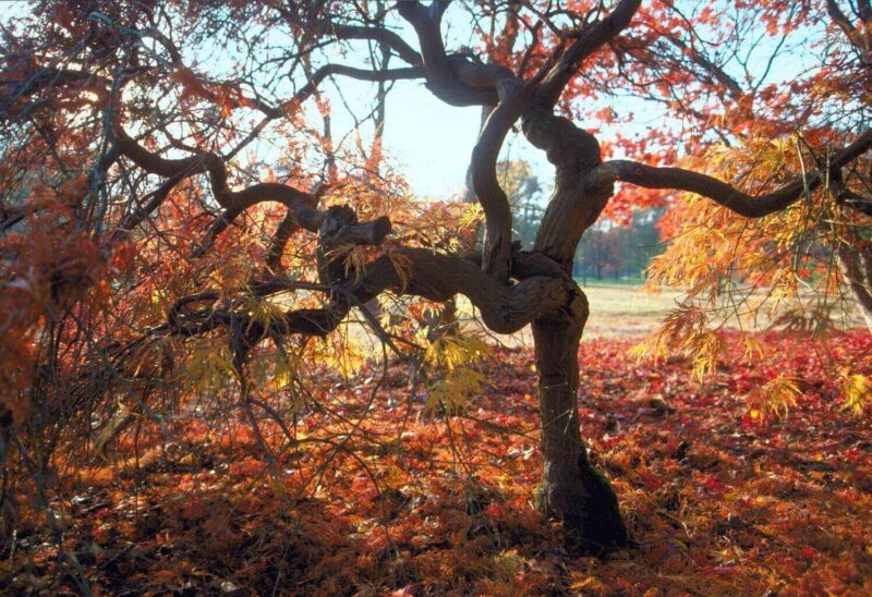 Natuur Arboretum PoortBulten